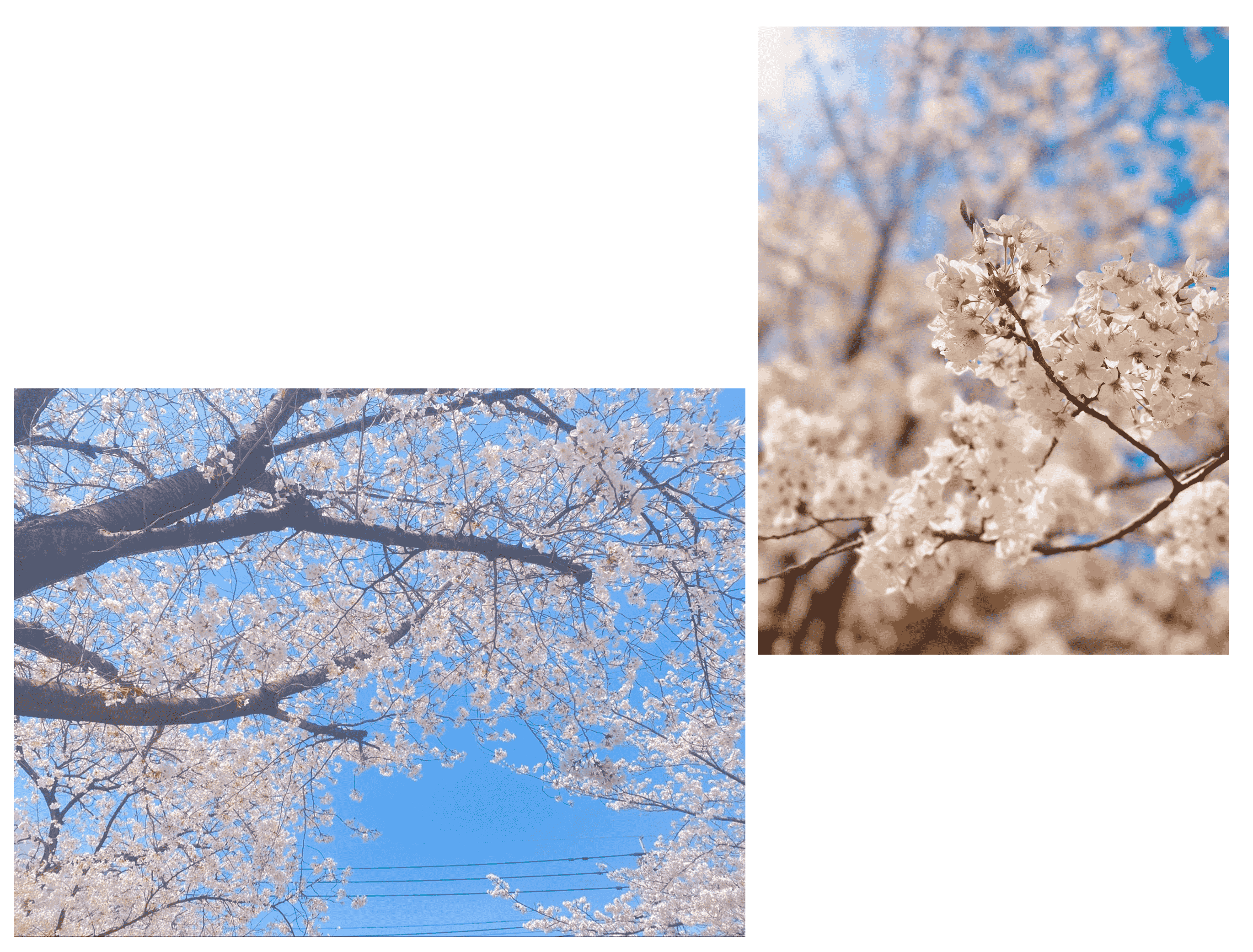 桜満開です