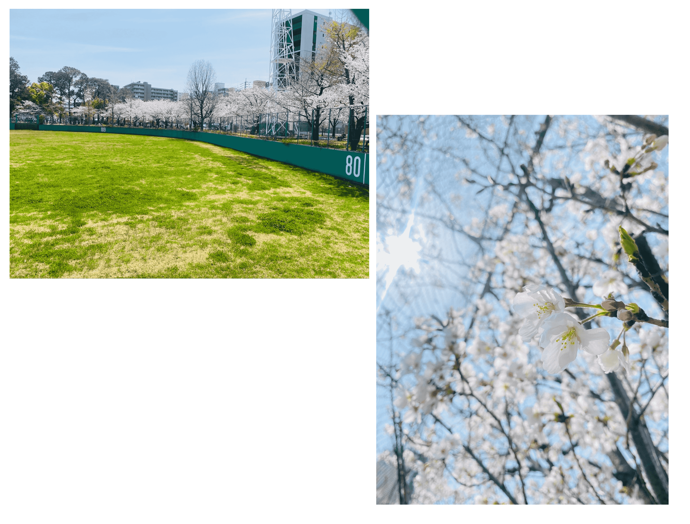 桜満開です